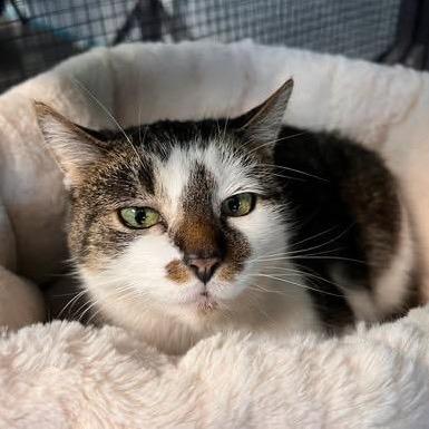 Melody, Adoptable, Senior Female Tabby.