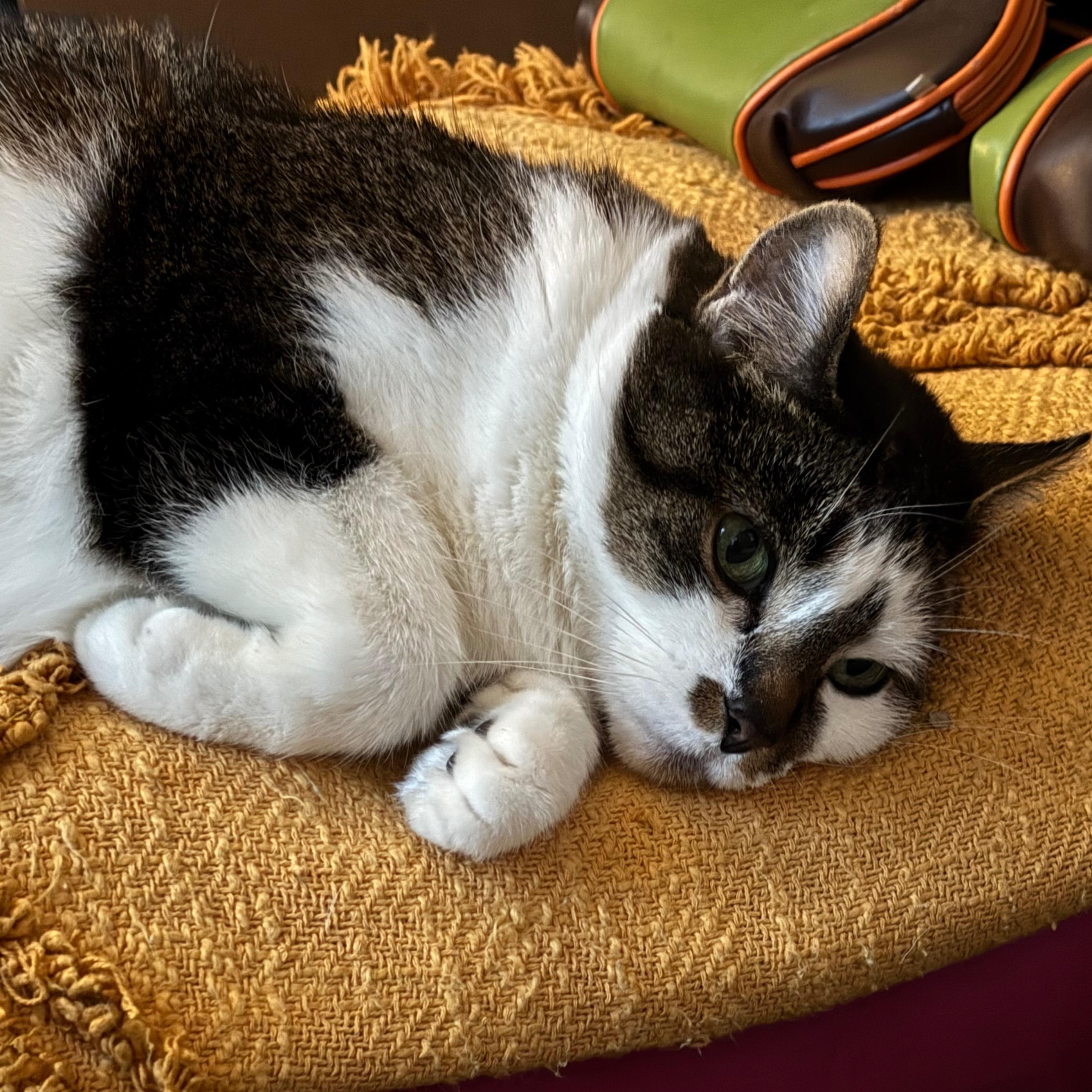 Melody, Adoptable, Senior Female Tabby.