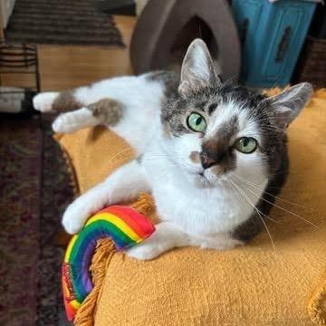 Melody, Adoptable, Senior Female Tabby.