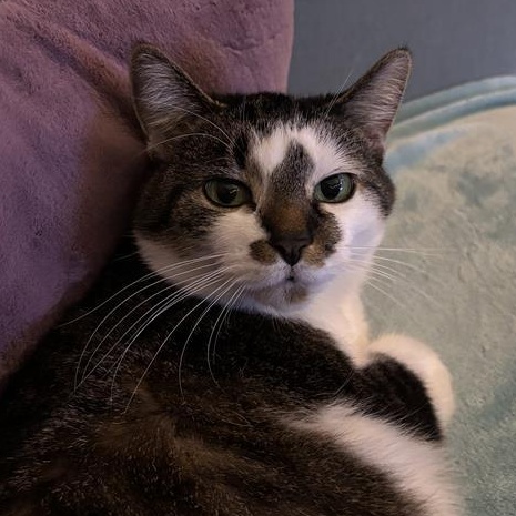 Melody, a Adoptable Tabby in Grand Rapids, MI image 1/6