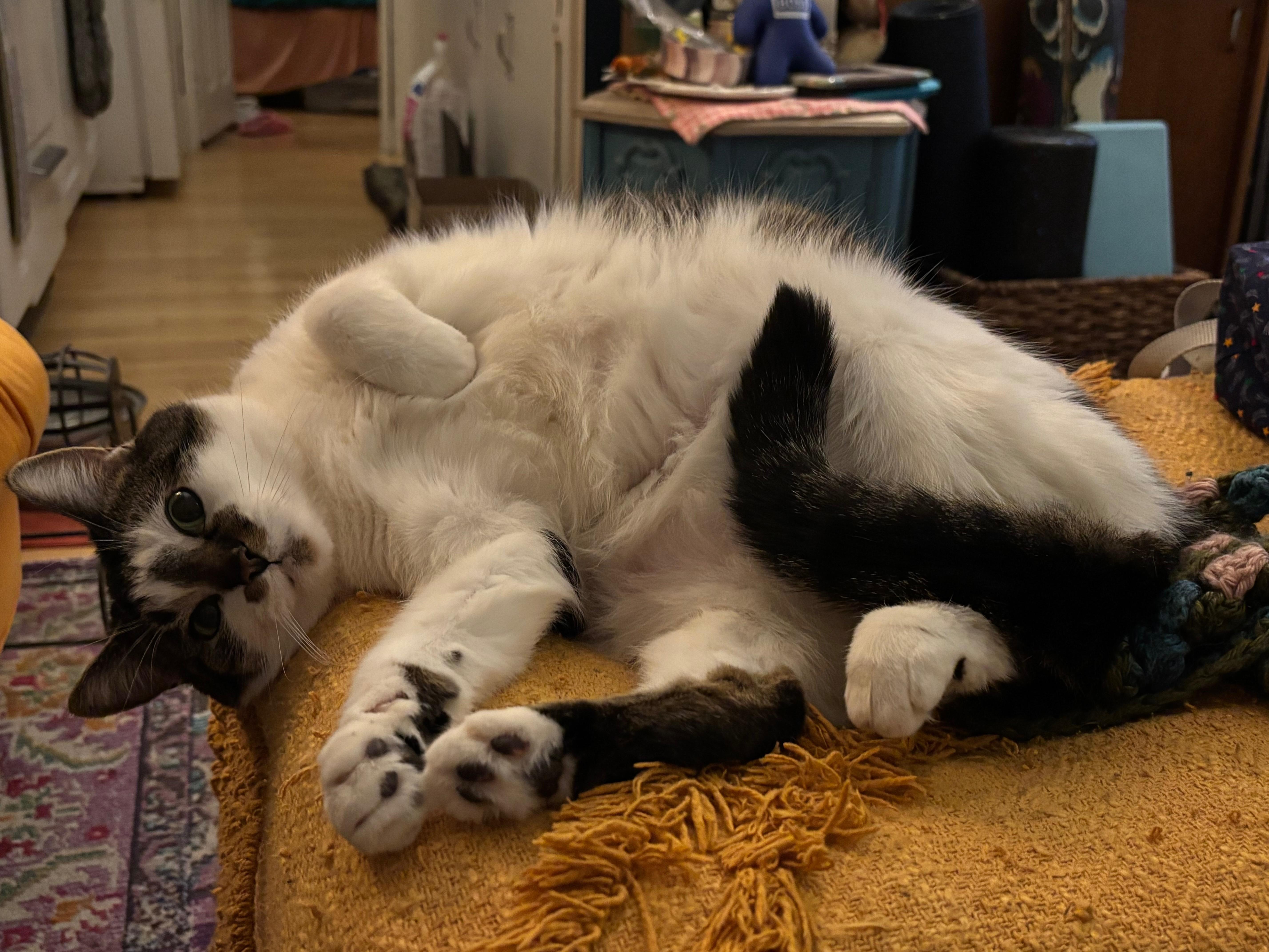 Enlarge Melody, a Adoptable Tabby in Grand Rapids, MI image 6/6