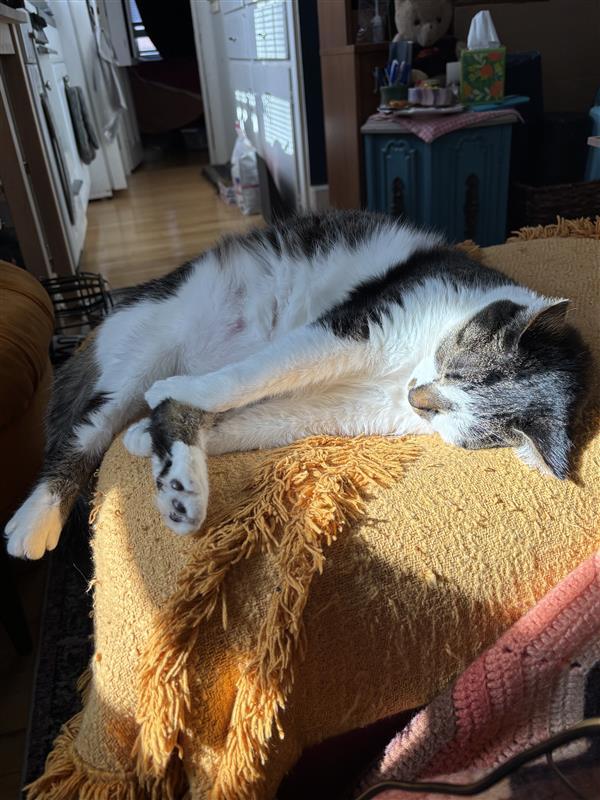 Melody, a Adoptable Tabby in Grand Rapids, MI image 3/6