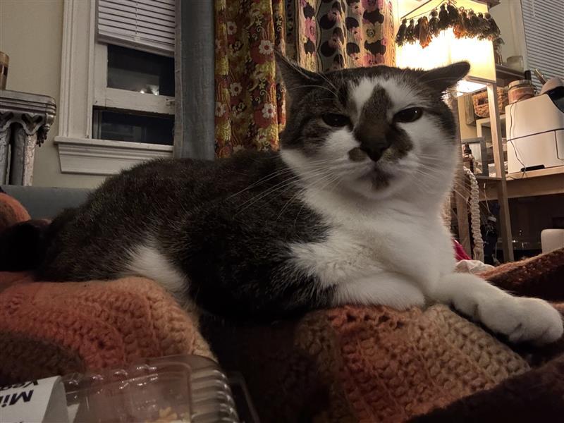 Melody, a Adoptable Tabby in Grand Rapids, MI image 4/6