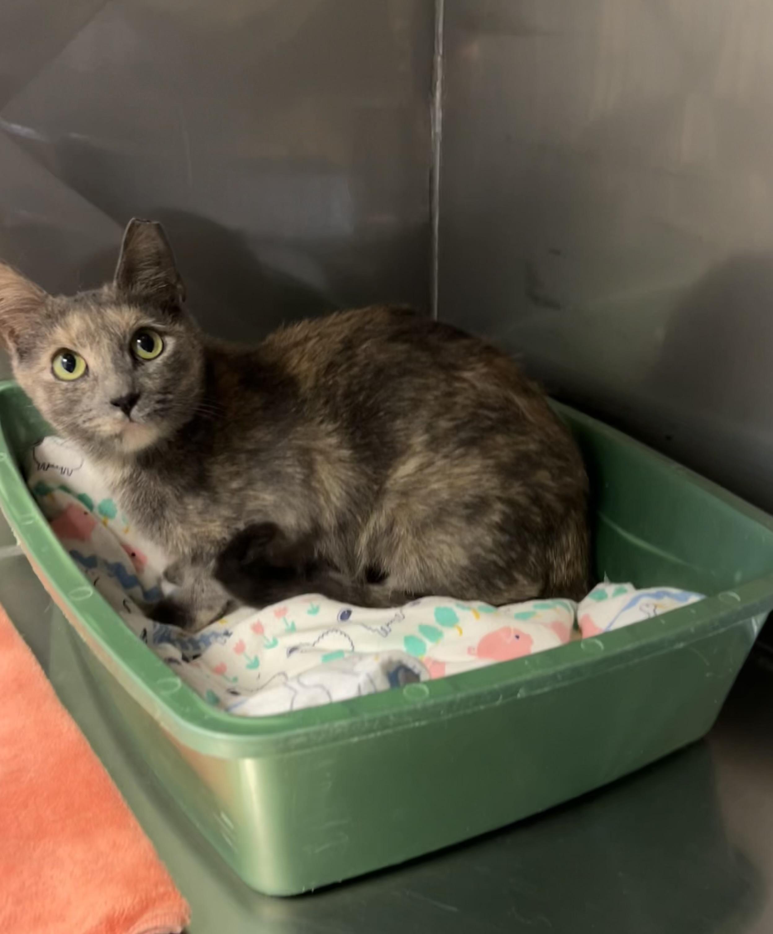 Enlarge Herring, a Adoptable mixed breed in Montville, NJ image 3/4