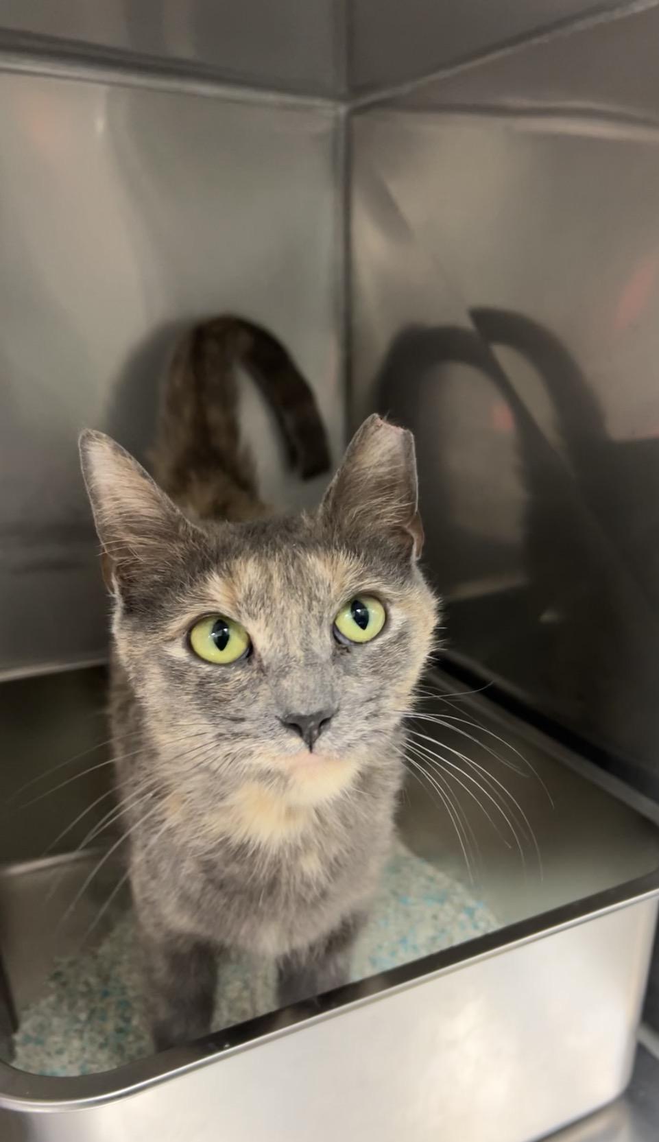 Enlarge Herring, a Adoptable mixed breed in Montville, NJ image 2/4