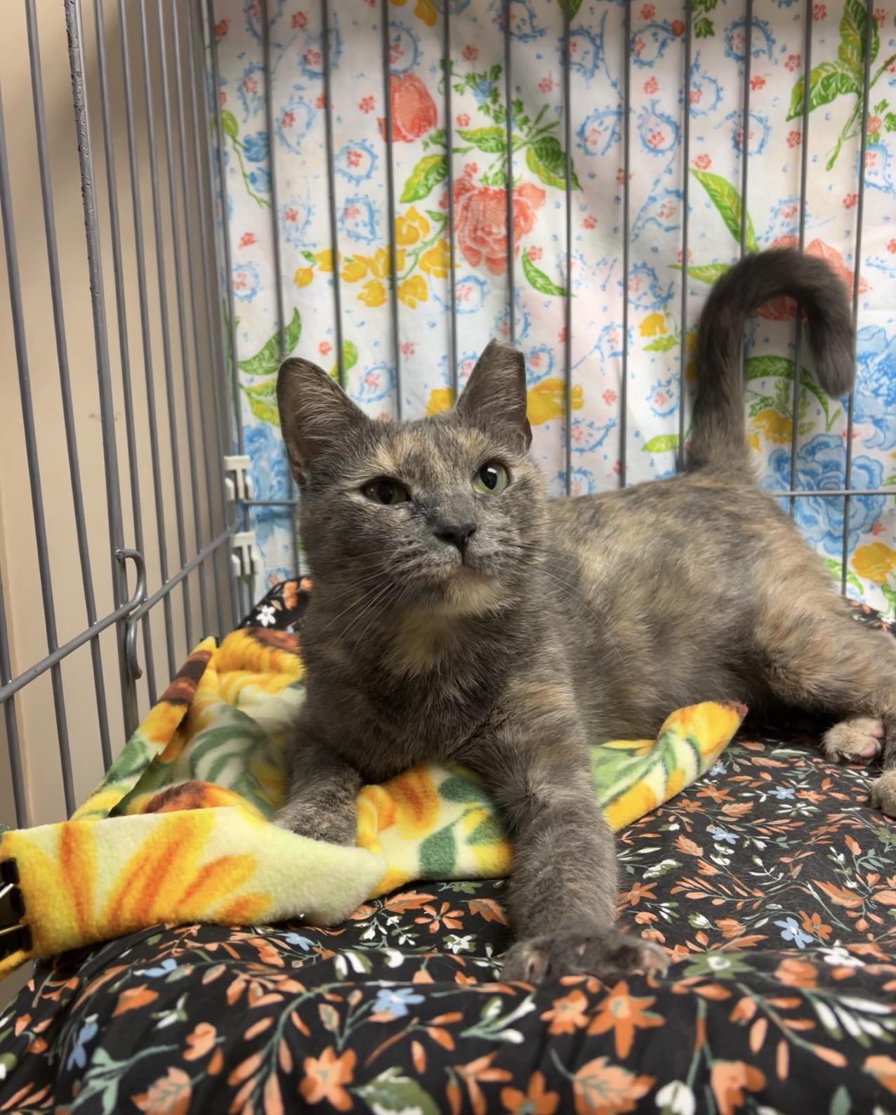 Herring, Adoptable, Adult Female Domestic Short Hair & Dilute Tortoiseshell.