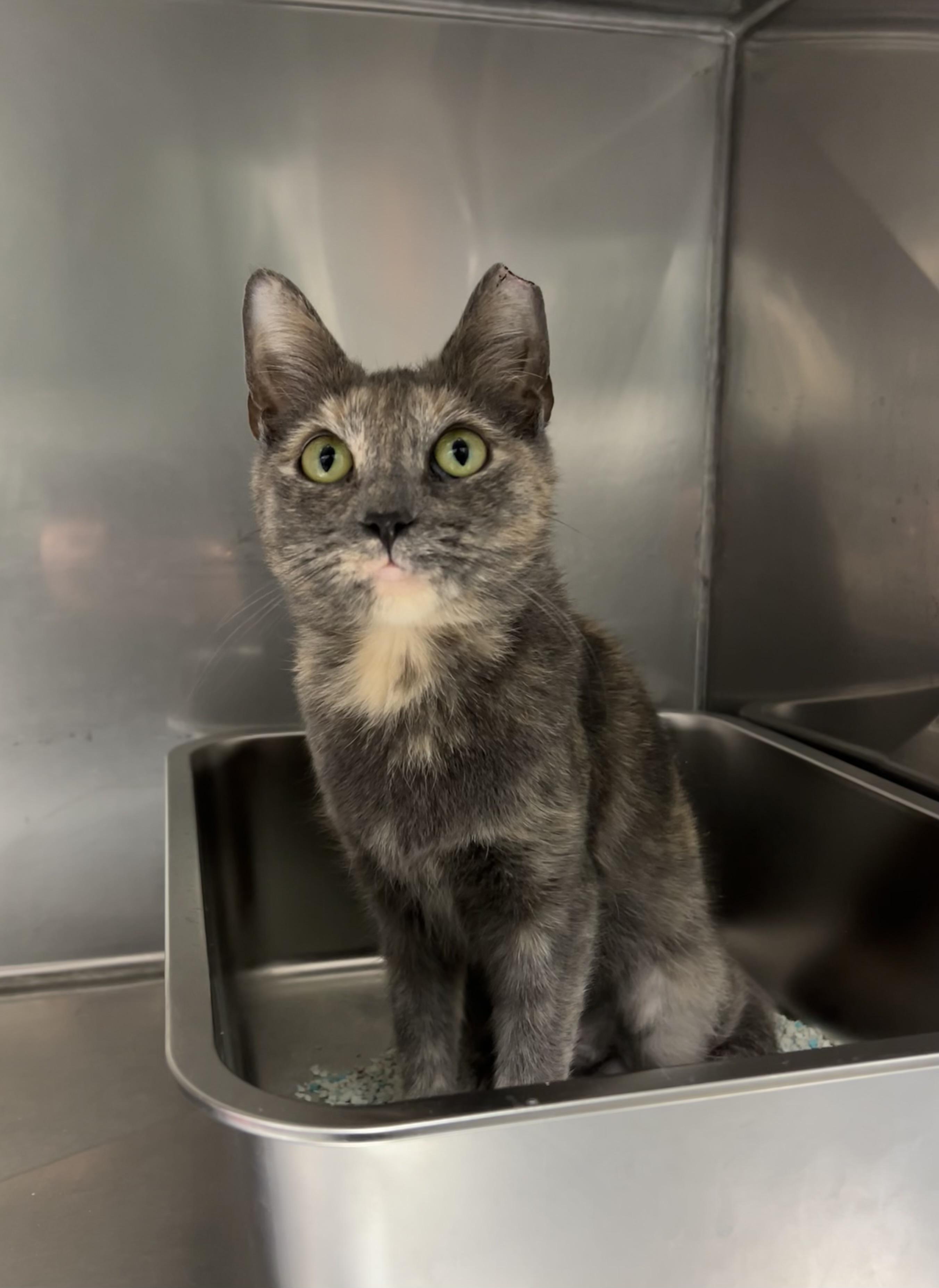 Herring, Adoptable, Adult Female Domestic Short Hair & Dilute Tortoiseshell.