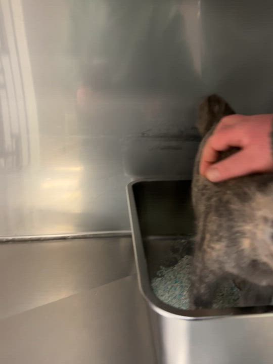 Enlarge Herring, a Adoptable mixed breed in Montville, NJ video 4/4