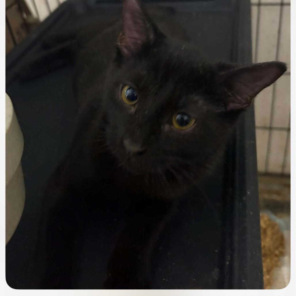 Carl, Adoptable, Kitten Male Domestic Short Hair.
