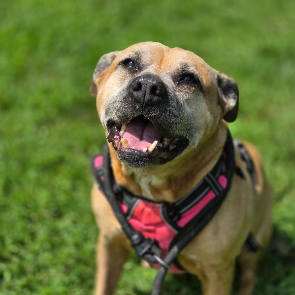 Lilly, Adoptable, Senior Female Mixed Breed.