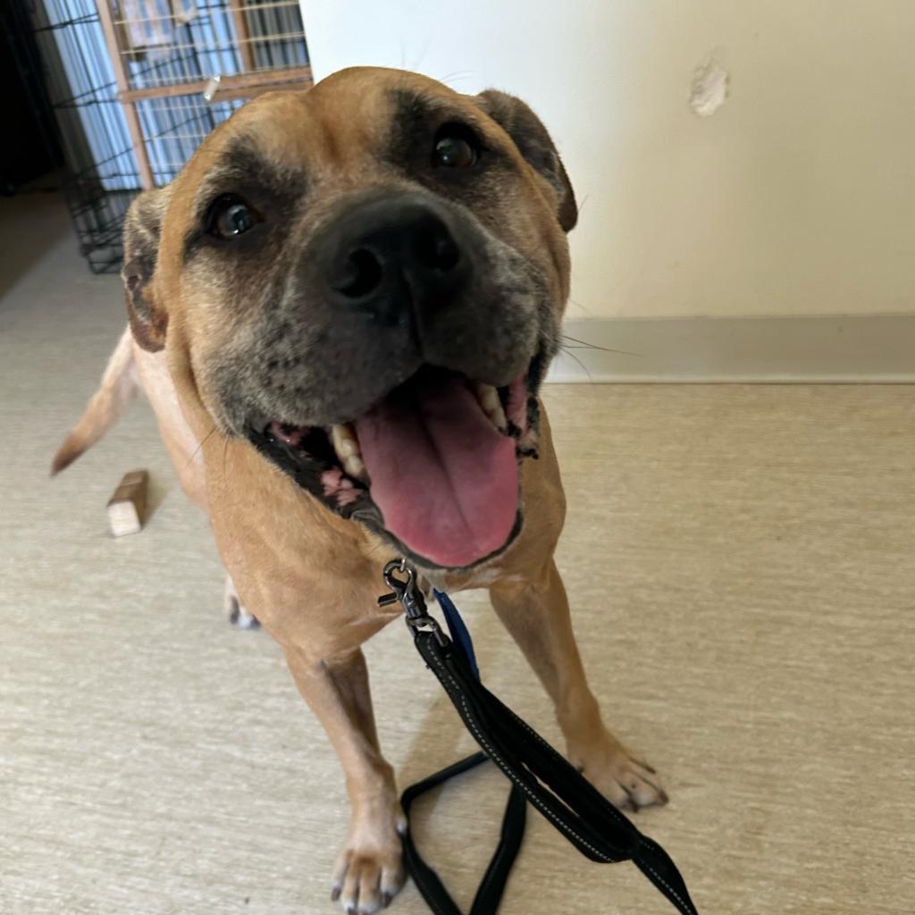 Enlarge Lilly, a Adoptable Mixed Breed in Red House, WV image 2/4
