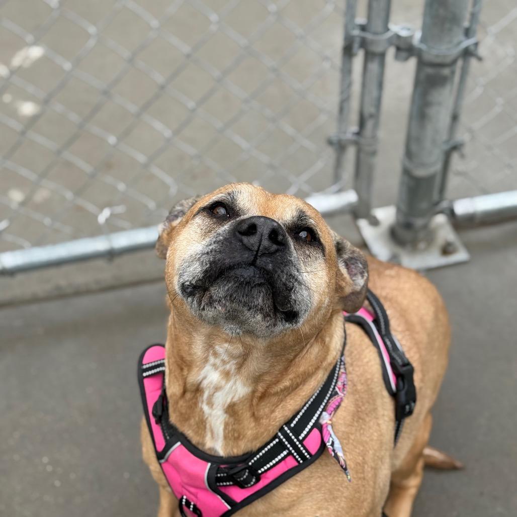 Enlarge Lilly, a Adoptable Mixed Breed in Red House, WV image 3/4