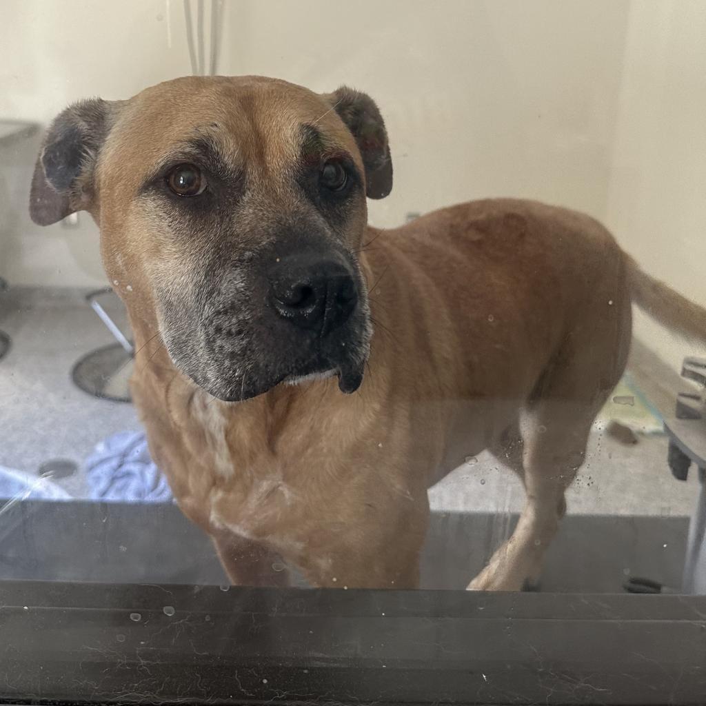 Enlarge Lilly, a Adoptable Mixed Breed in Red House, WV image 4/4