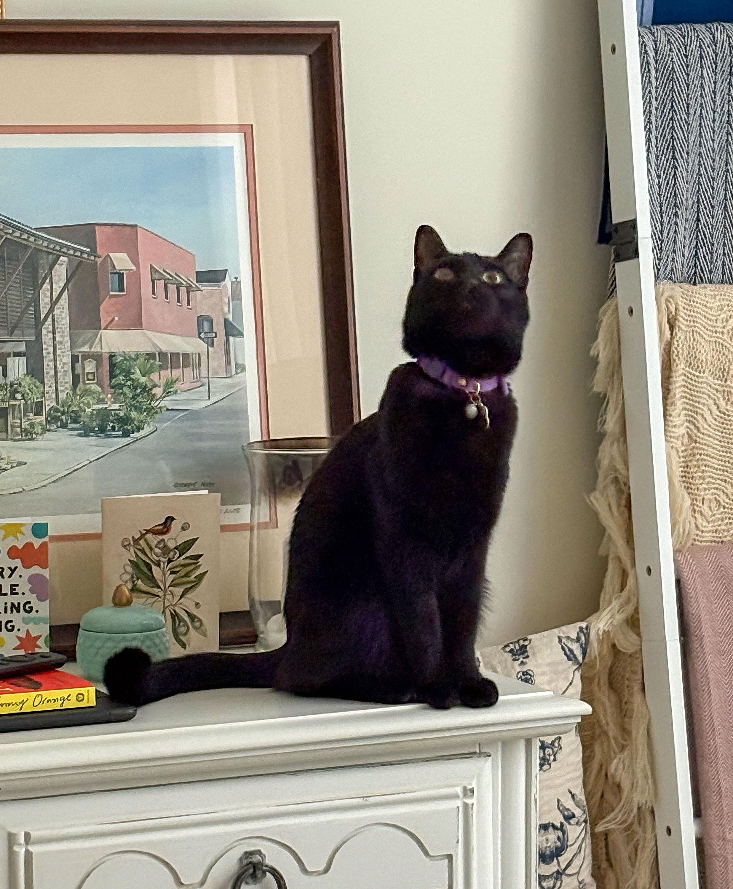 Shadow — thumbnail 4