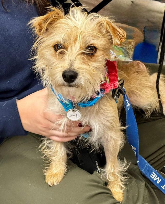 Lacy *Adoption Pending*, Adopted, Young Female Yorkshire Terrier.