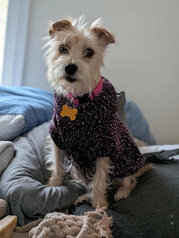 Enlarge Lacy *Adoption Pending*, a Adopted Yorkshire Terrier in Fairfax, VA image 2/2