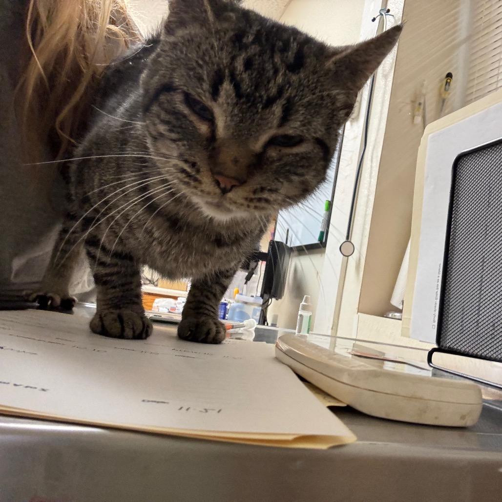 Aunt Grizelda, Adoptable, Adult Female Domestic Short Hair.