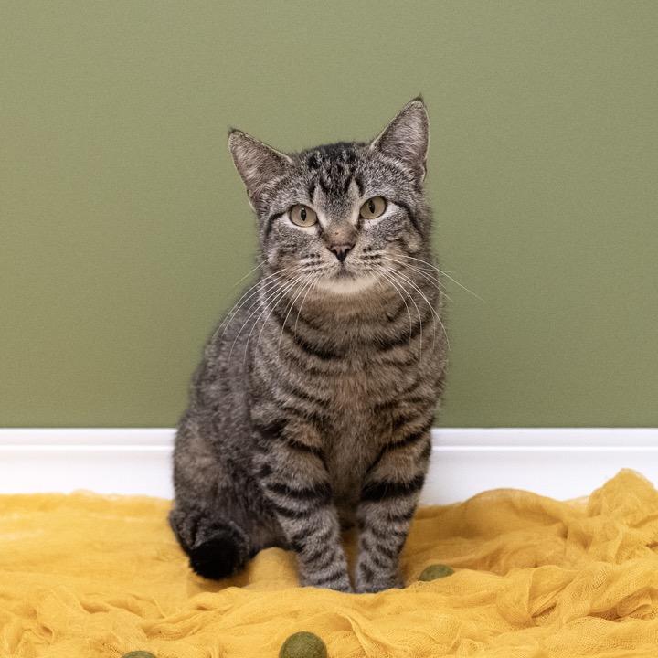 Enlarge Aunt Grizelda, a Adoptable Domestic Short Hair in Pekin, IL image 1/3