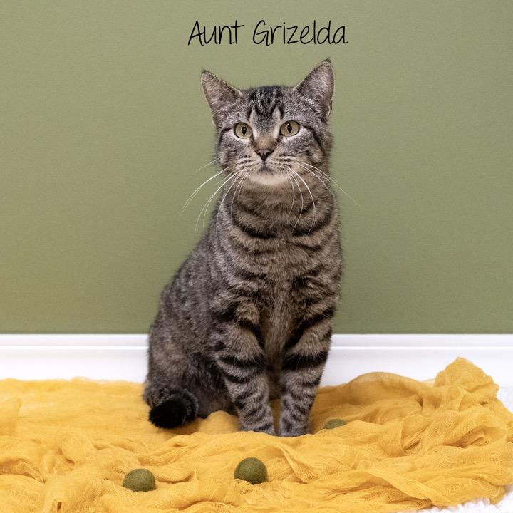 Enlarge Aunt Grizelda, a Adoptable Domestic Short Hair in Pekin, IL image 2/3