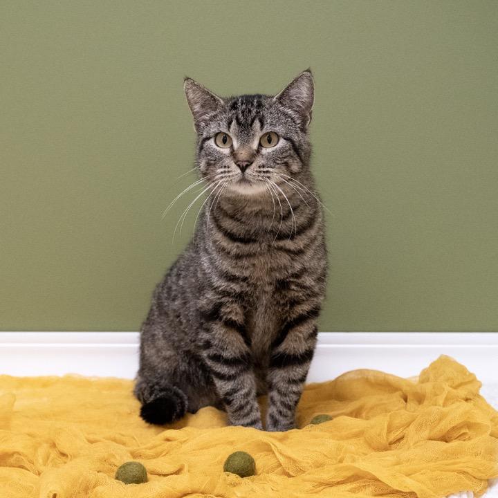 Enlarge Aunt Grizelda, a Adoptable Domestic Short Hair in Pekin, IL image 3/3