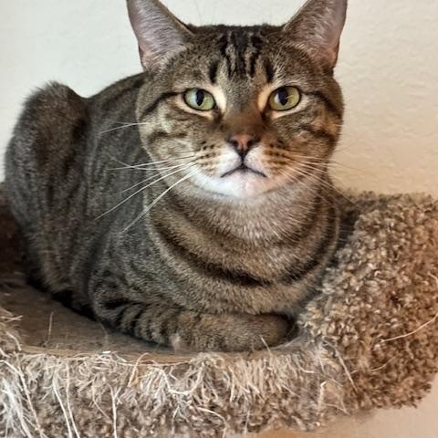 Diego, Adoptable, Adult Male American Shorthair.