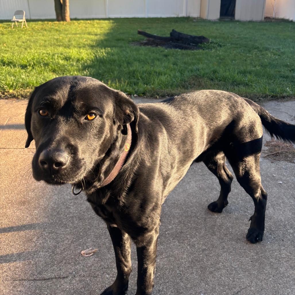 Dino, Adoptable, Adult Male Retriever & Rottweiler.