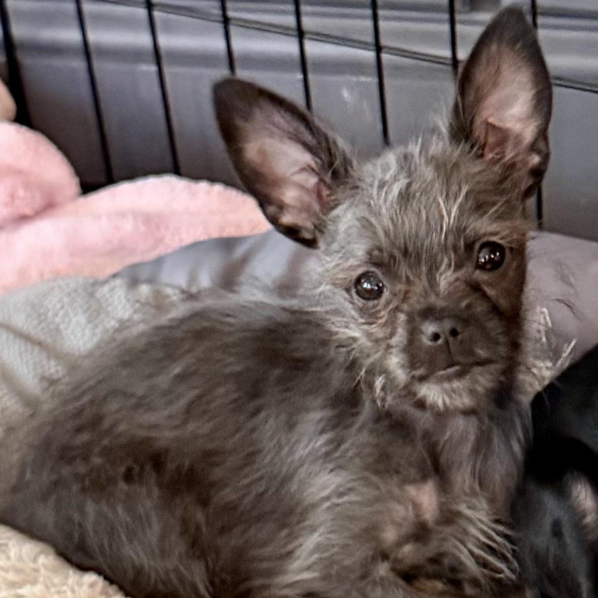 Elio, adoptable, Puppy Male Chihuahua & Yorkshire Terrier.