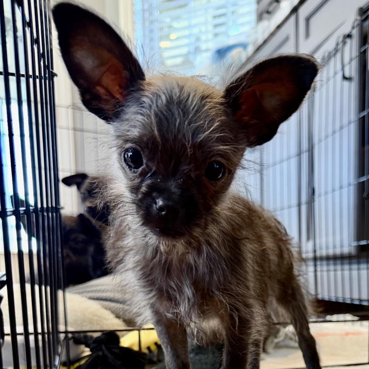 Elio, adoptable, Puppy Male Chihuahua & Yorkshire Terrier.