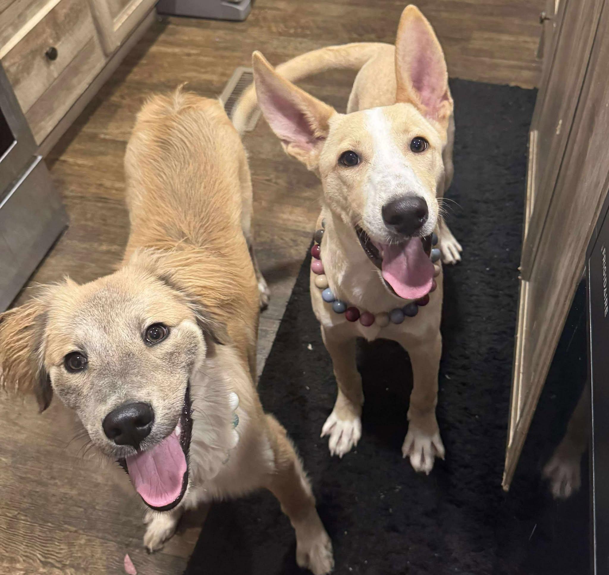 Enlarge Yogi, a Adoptable Mixed Breed in Crosby, TX image 4/4