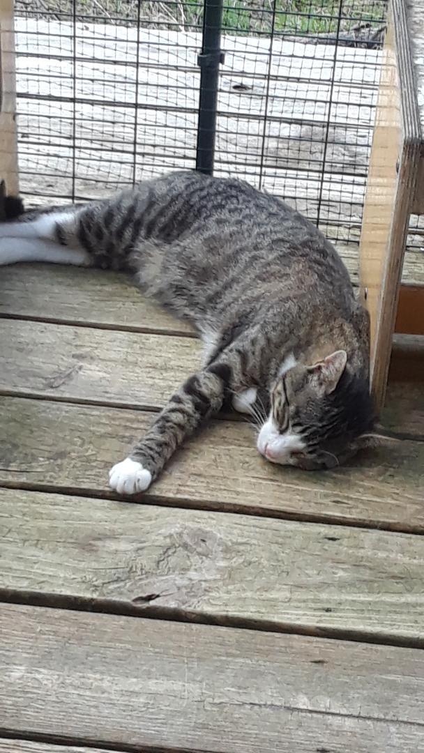 Enlarge Rhythm, a Adoptable Domestic Short Hair in Millerton, PA image 6/6