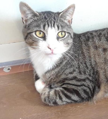 Enlarge Rhythm, a Adoptable Domestic Short Hair in Millerton, PA image 1/6