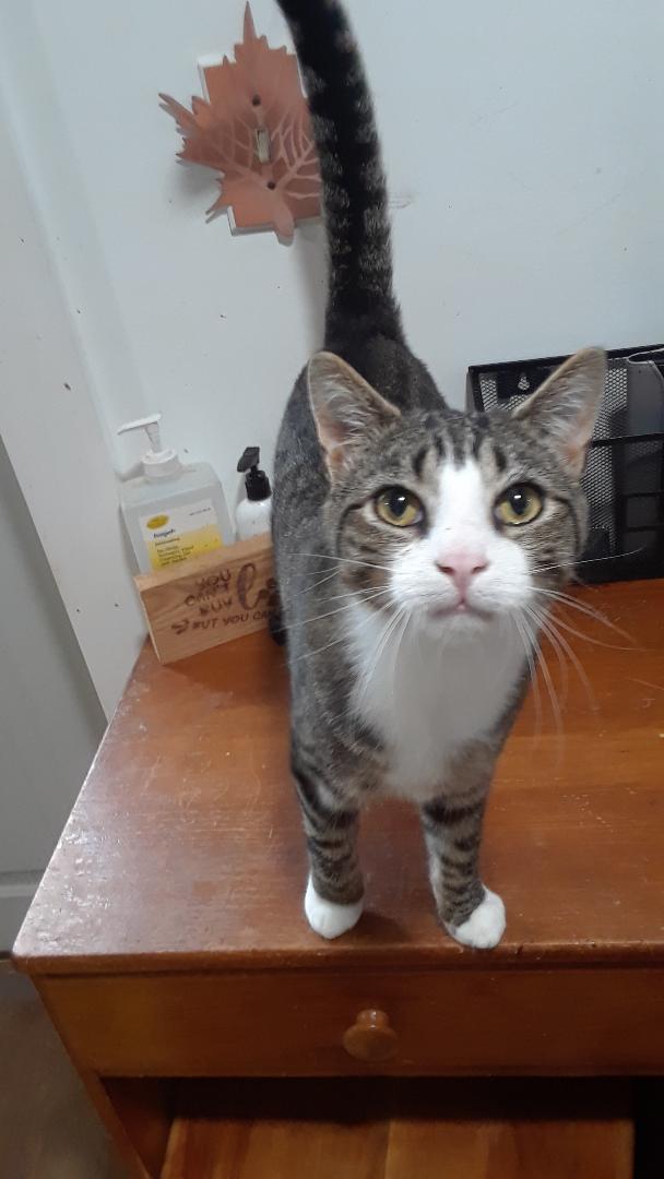 Enlarge Rhythm, a Adoptable Domestic Short Hair in Millerton, PA image 2/6