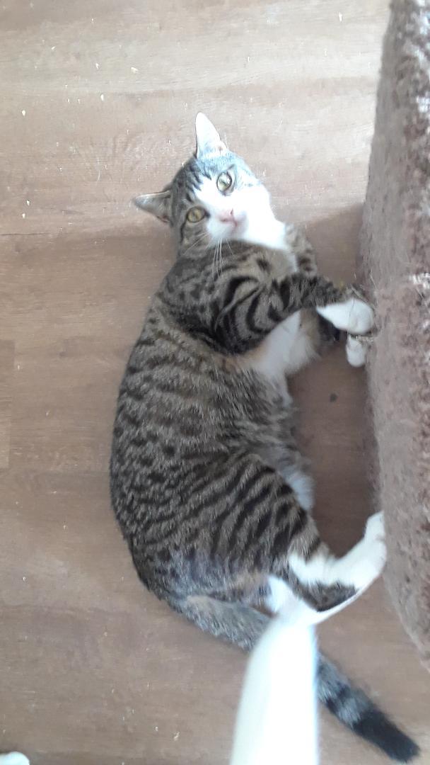 Enlarge Rhythm, a Adoptable Domestic Short Hair in Millerton, PA image 5/6