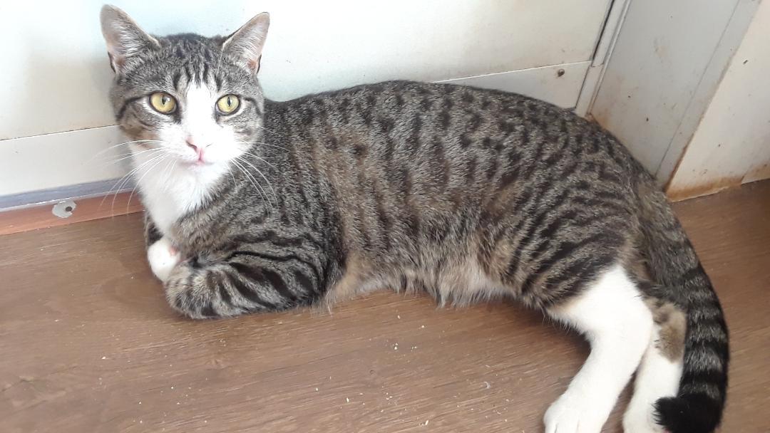 Enlarge Rhythm, a Adoptable Domestic Short Hair in Millerton, PA image 3/6