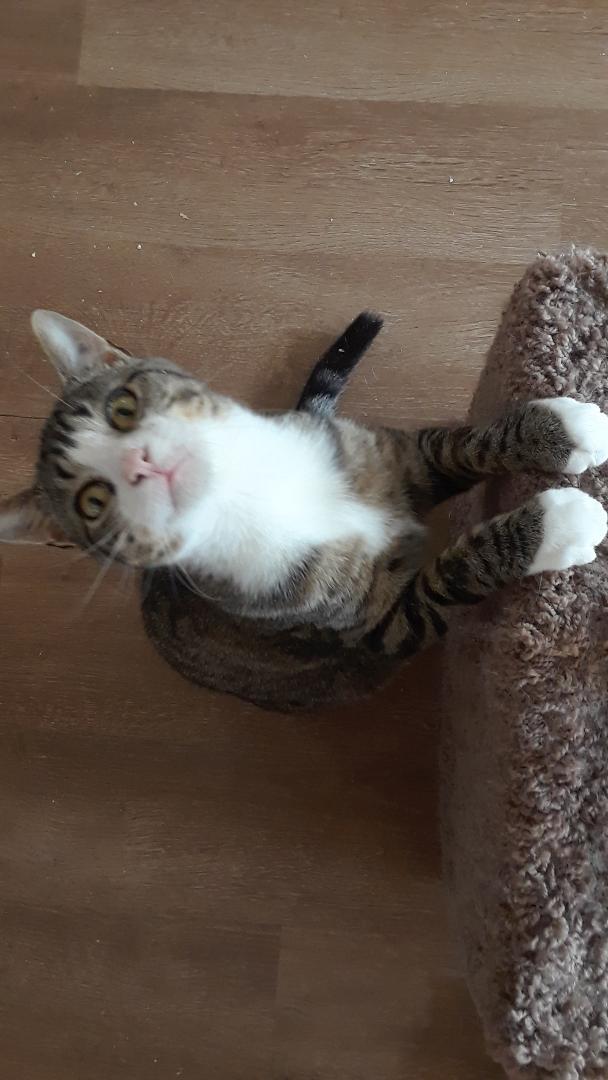 Enlarge Rhythm, a Adoptable Domestic Short Hair in Millerton, PA image 4/6