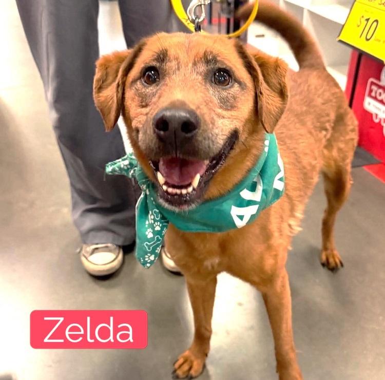 Enlarge ZELDA, a Adoptable mixed breed in Pegram, TN image 6/6