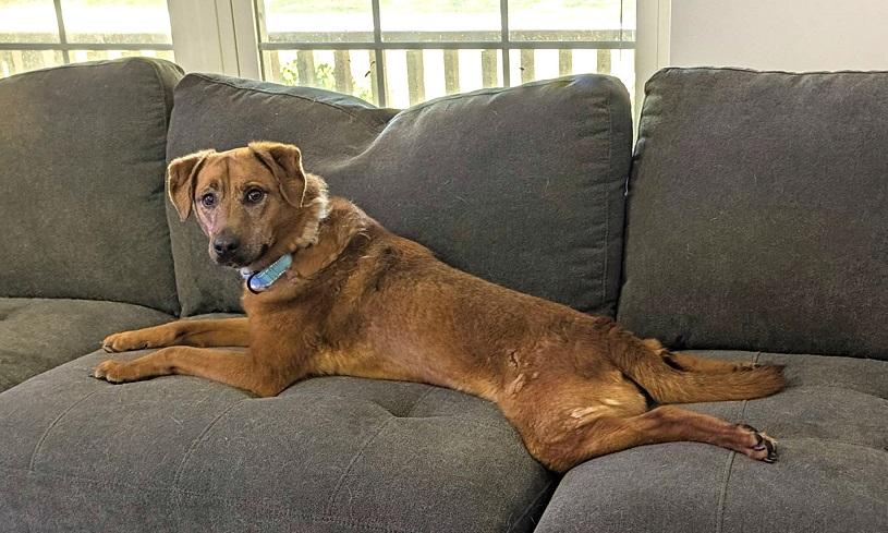 Enlarge ZELDA, a Adoptable mixed breed in Pegram, TN image 2/6