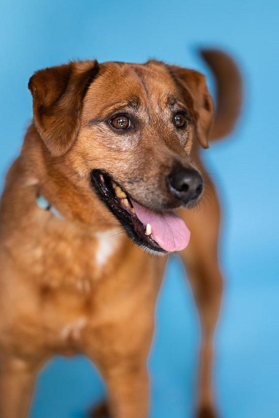 Enlarge ZELDA, a Adoptable mixed breed in Pegram, TN image 4/6