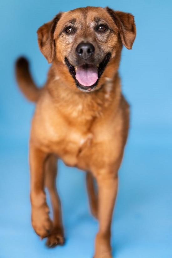 ZELDA, Adoptable, Adult Female Retriever & Shepherd.