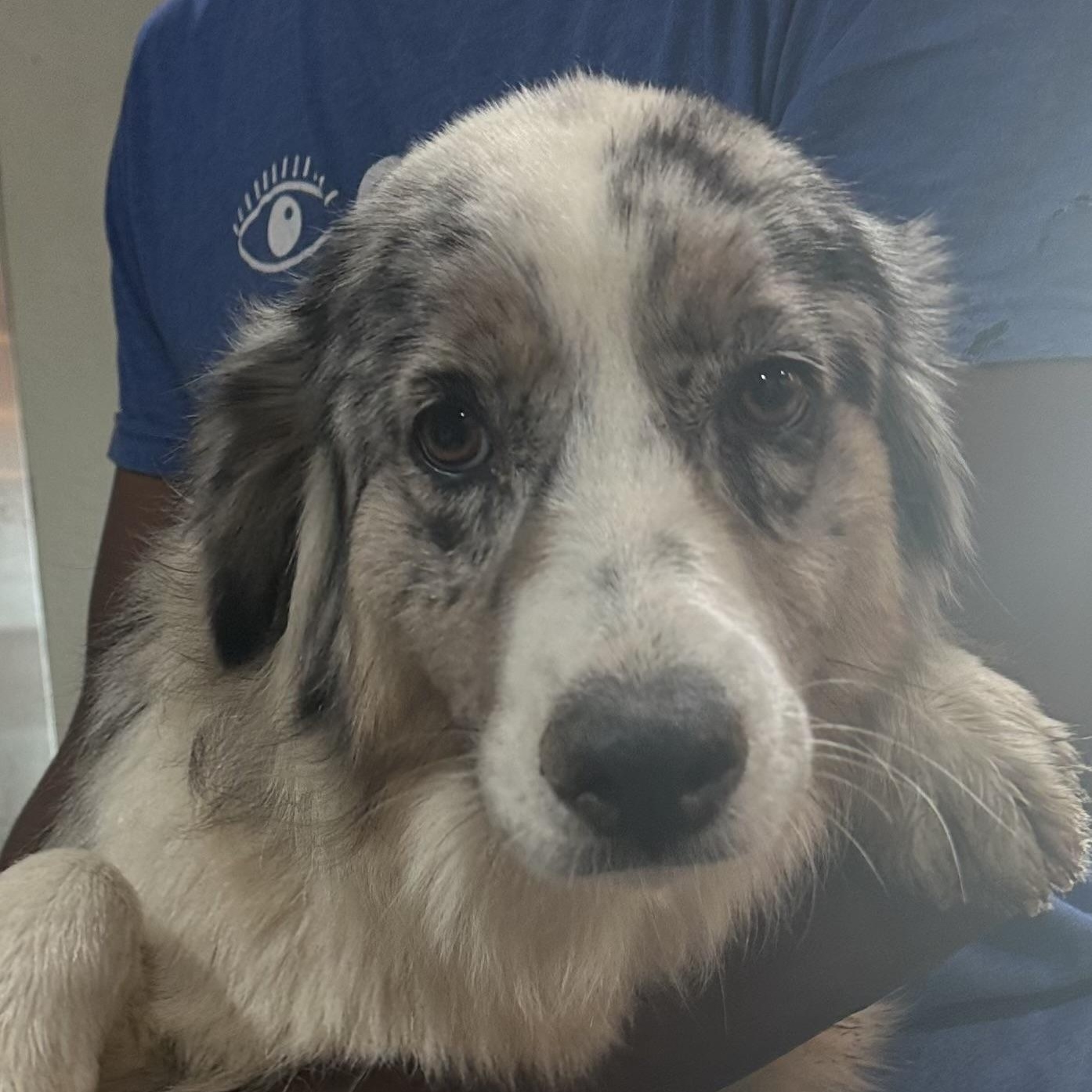 Allie - Local April 10-12, adopted, Young Female Australian Shepherd.