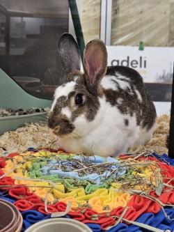 Enlarge Bailey, a Adoptable Bunny Rabbit in Mississauga, ON image 4/4