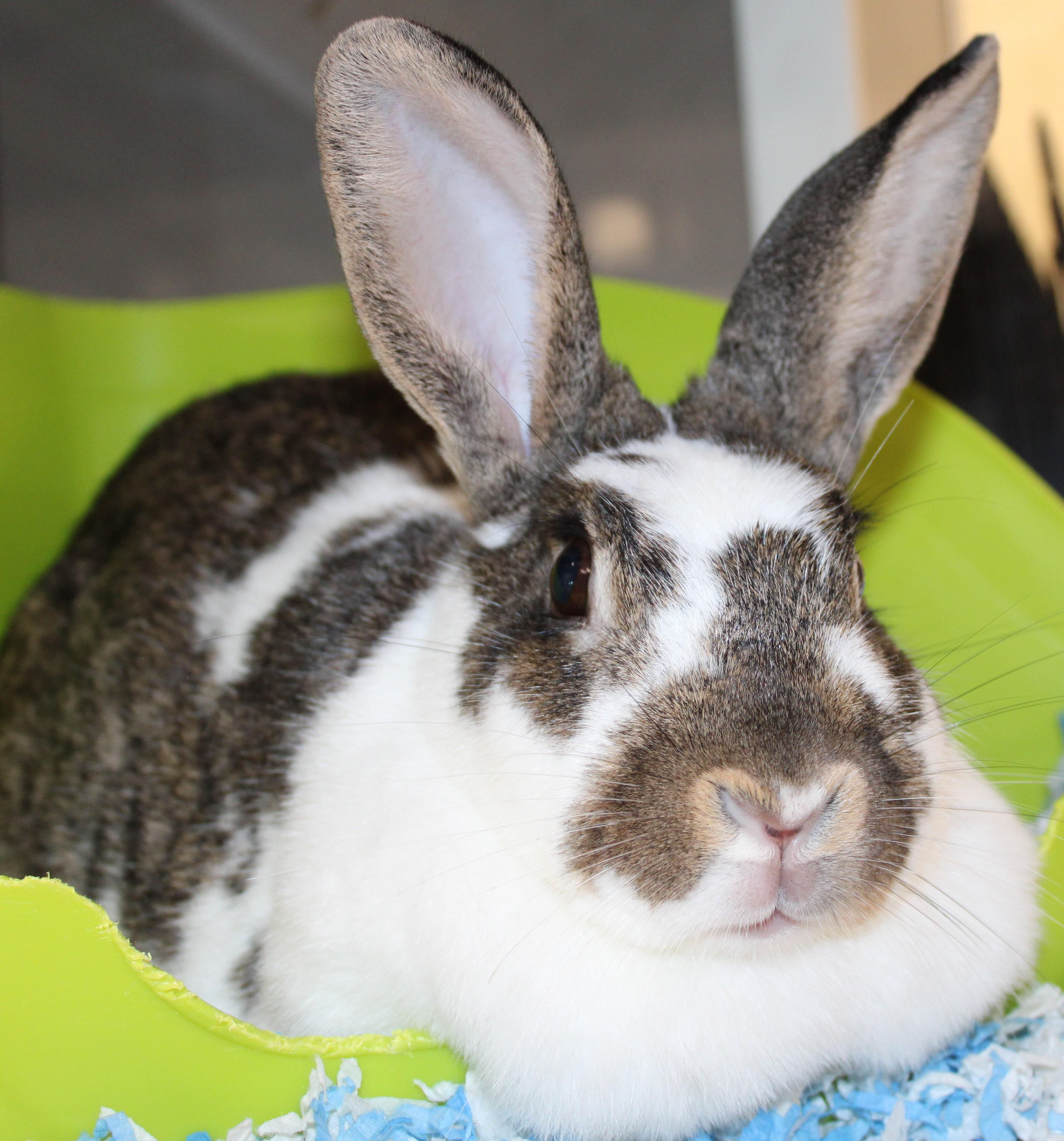 Bailey, Adoptable, Adult Female Bunny Rabbit.