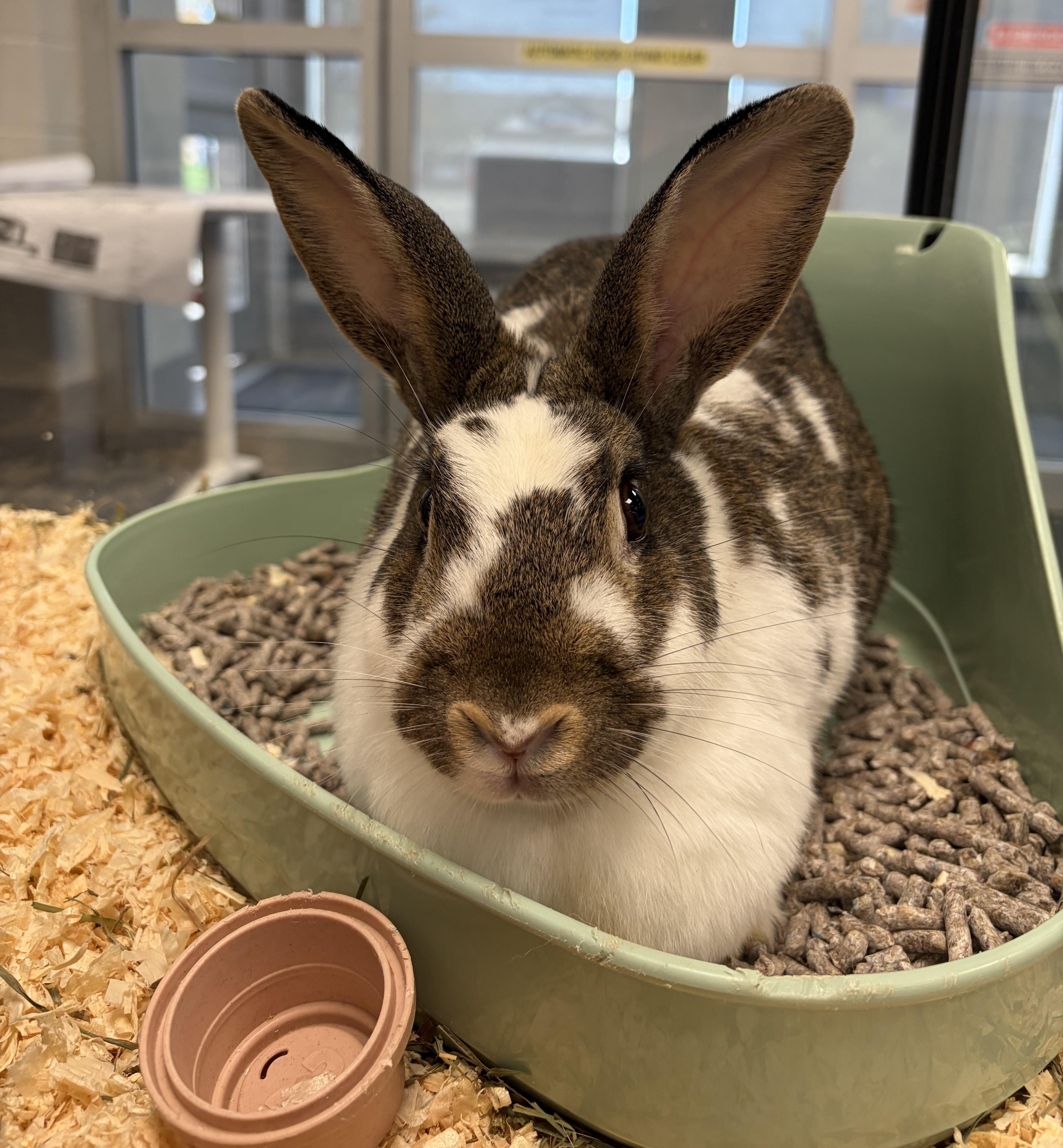 Bailey, Adoptable, Adult Female Bunny Rabbit.