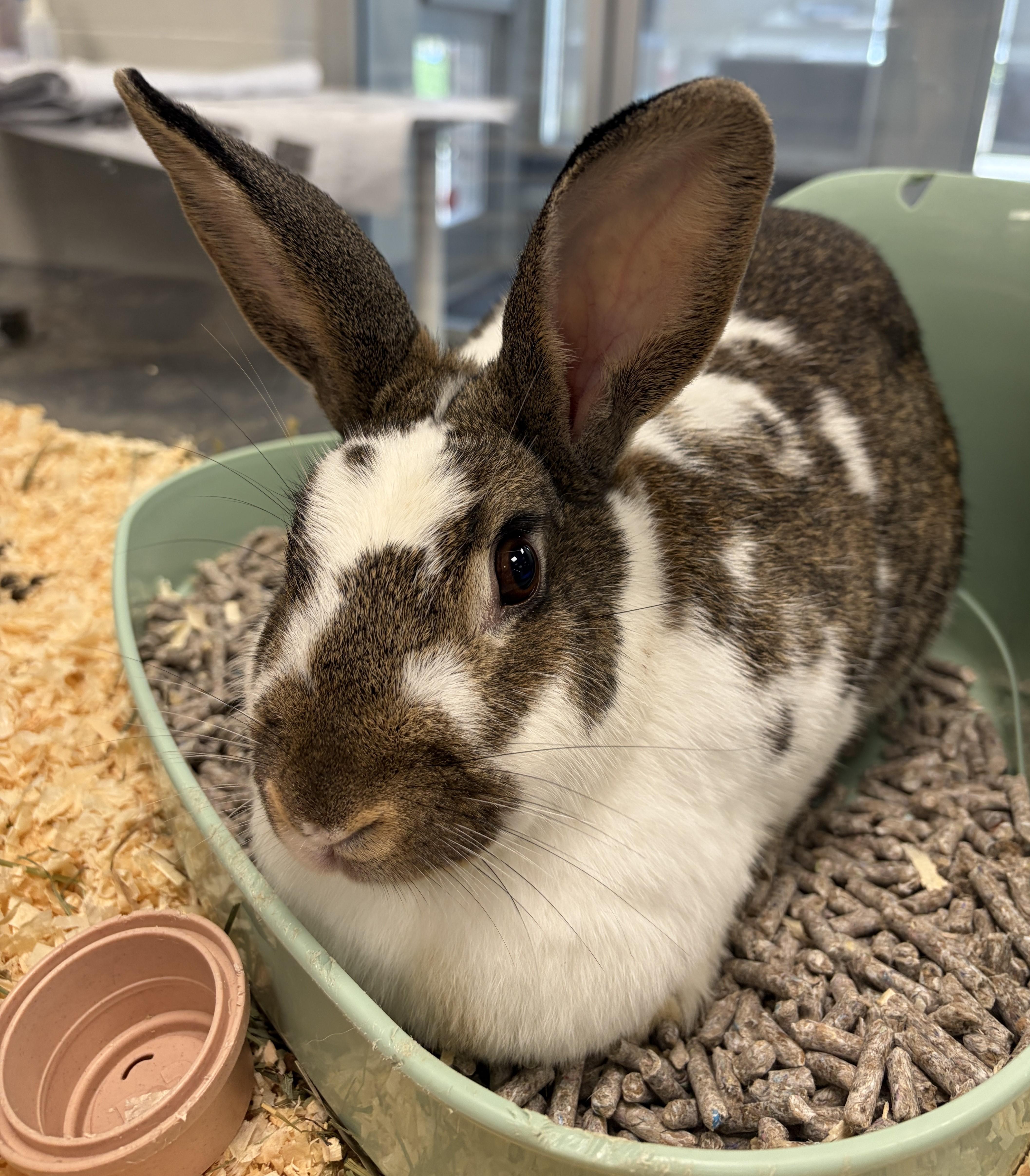 Enlarge Bailey, a Adoptable Bunny Rabbit in Mississauga, ON image 2/2