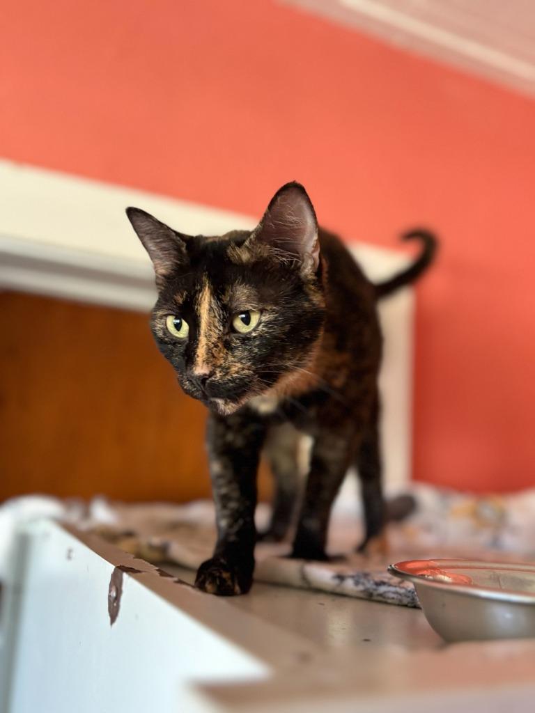 Tina, a Adoptable mixed breed in Marianna, FL image 1/2