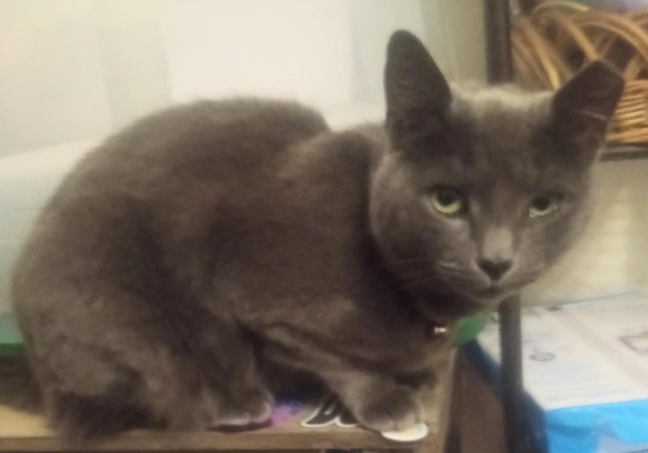 Raven, a ADOPTABLE Russian Blue in Woodland, CA image 1/3