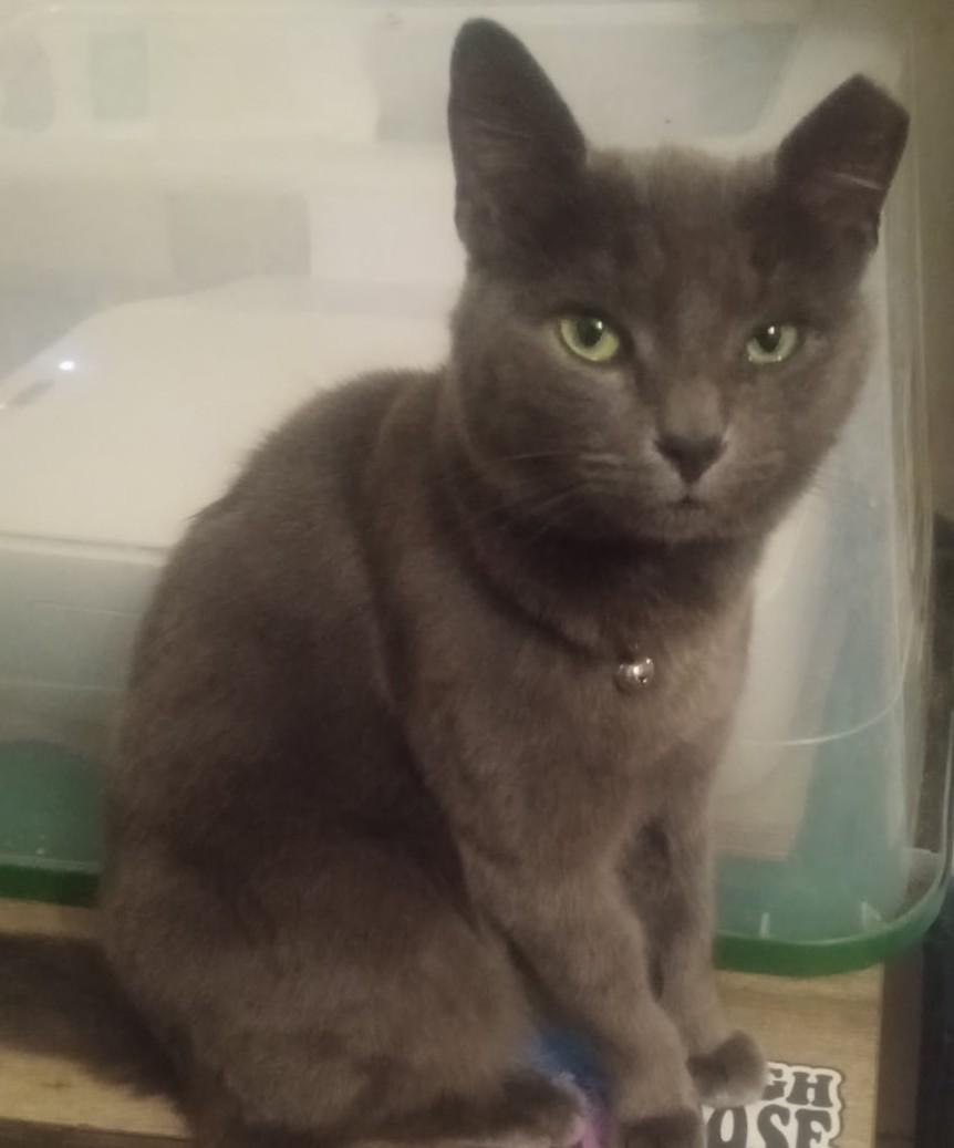 Raven, a ADOPTABLE Russian Blue in Woodland, CA image 2/3