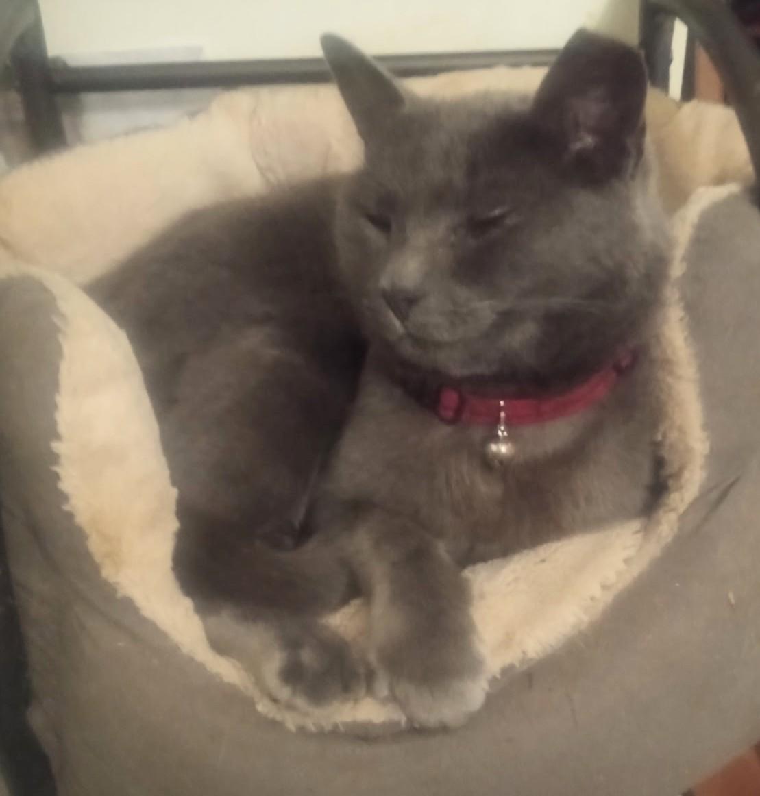 Raven, a ADOPTABLE Russian Blue in Woodland, CA image 3/3