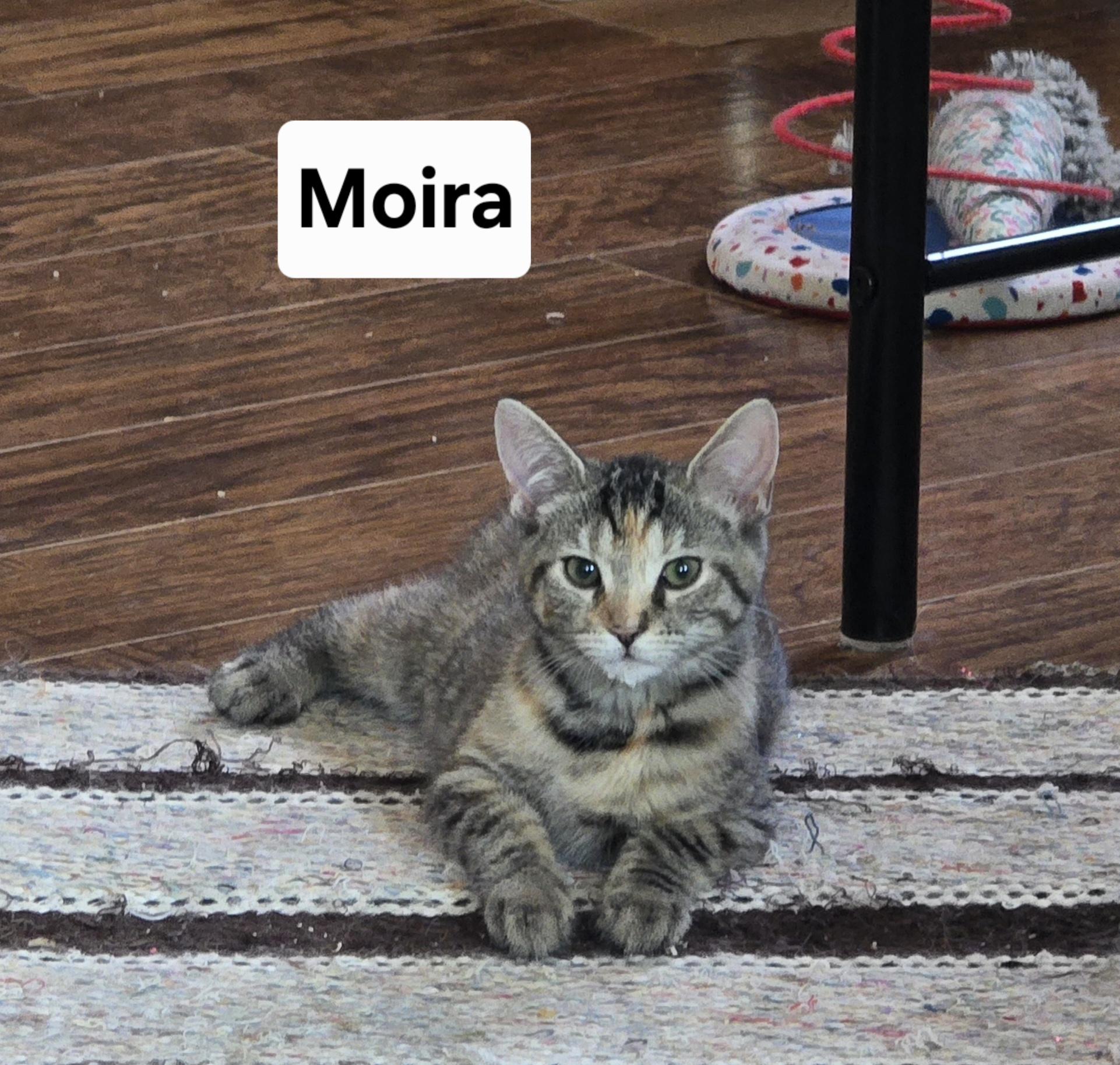 Enlarge Moira, a Adoptable Domestic Short Hair in Massillon, OH image 2/2