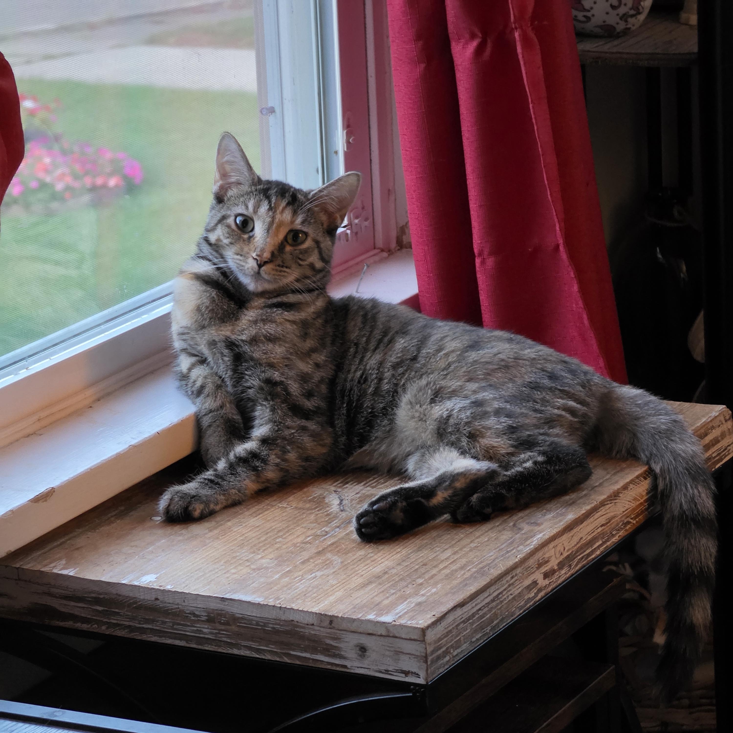 Enlarge Moira, a Adoptable Domestic Short Hair in Massillon, OH image 1/2